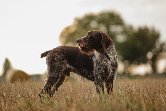 Deutsch Drahthaar R&uuml;de im Feld, schaut zu seinem Herrchen zur&uuml;ck, Jagdhund bei der Arbeit
