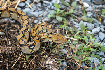 Baby snake Reticulated Python (Malayopython reticulatus) camouflage with the environment.