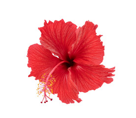red hibiscus isolated on  transparent png - obrazy, fototapety, plakaty