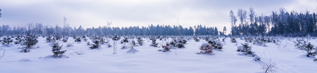 Panorama of winter newly planted young pine forest, reforestation concept