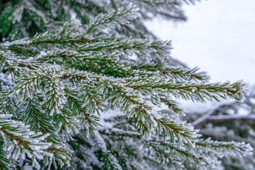 Fir branch with needles covered with ice and snow in winter