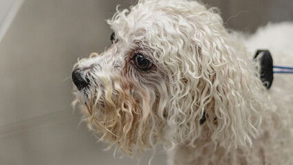 Dog grooming and getting professional service at pet salon by groomer