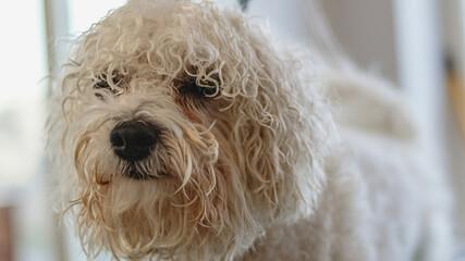 Dog looking at camera after hair brushing at professional grooming service