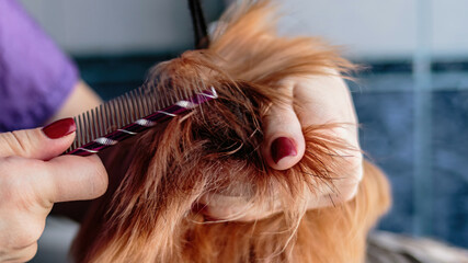 Yorkshire terrier grooming and brushing at home by groomer