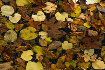 Colourful fallen autumn leaves of Platanus and Tilia floating in a water pond inside a park