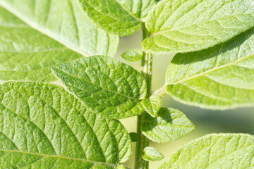 接写した雑草の葉脈