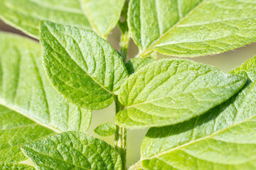 接写した雑草の葉脈