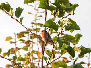 singing robin in a tree