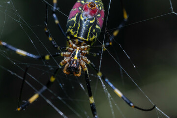 コガネグモの接写