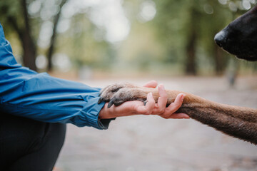 Belgian Shepherd dog giving paw to woman outdoors, closeup. Friendship between pet and owner