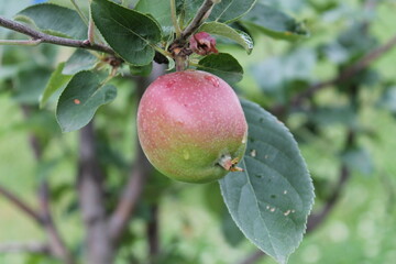 Une jolie pomme rouge en pleine croissance