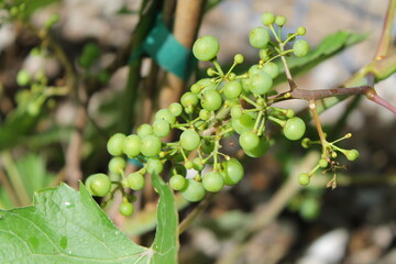 Belle grappe de raisins en pleine croissance