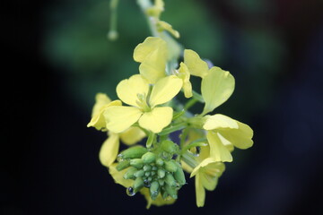 Jolies fleurs de bok choy jaune au printemps