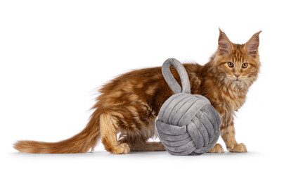 Impressive red male Maine Coon cat kitten, standing side ways beside velvet door stopper ball....