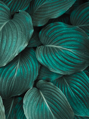 Closeup green leaves of tropical plant in garden. Dense dark green leaf with beauty pattern texture background. Green leaves for spa background.
