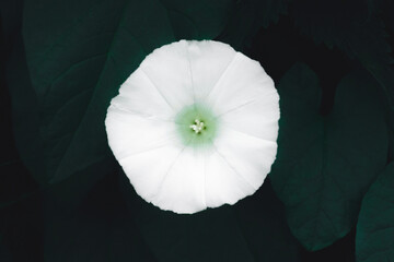 Flor blanca 