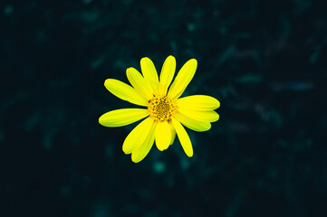 Flor amarilla en fondo oscuro