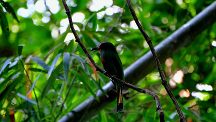 Animal world, cute and funny guys