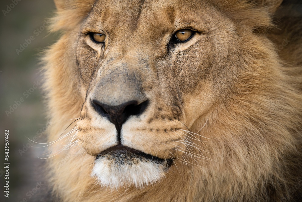 Canvas Prints majestic male african lion king of the jungle - mighty wild animal of africa in nature