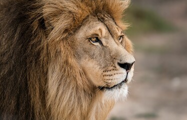 Majestic male African lion king of the jungle - Mighty wild animal of Africa in nature
