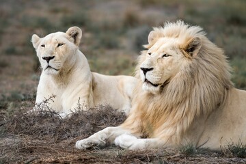 Majestic and rare African white lion king of the jungle - Mighty wild animal of Africa in nature