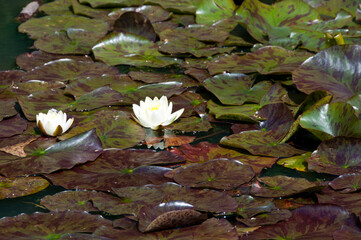 Water lilies near Bradford on Avon