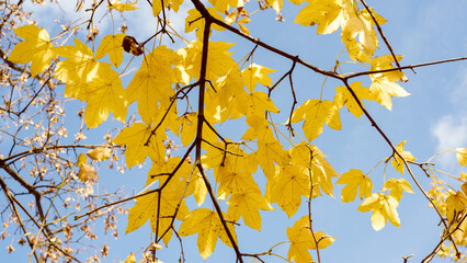 Yellow maple leaves against the blue sky. autumn concept. long format banner