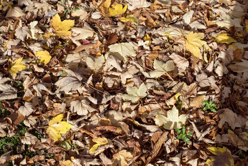 Autumn natural background. Yellow and dry leaves on the ground in autumn. Fallen maple leaves