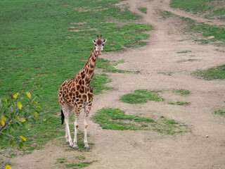 Giraffe in the prague zoo in the czech republic