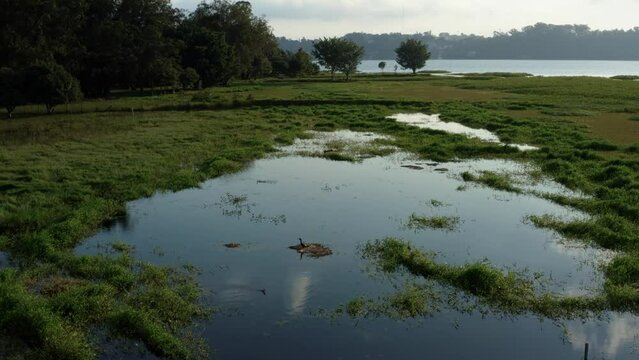 Beautiful aerial drone rotating shot of stunning natural marshes in the man-made Guarapiranga Reservoir in the south of S&atilde;o Paulo, Brazil with wild birds on a sunny fall evening.
