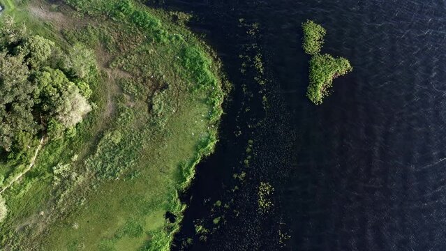 Top-down bird's eye tilting-down shot of beautiful natural green marshes with white egret birds resting on the coast of the man-made Guarapiranga Reservoir in the south of S&atilde;o Paulo, Brazil.