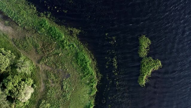Top-down bird's eye shot of beautiful natural green marshes with white egret birds resting and flying in circles on the coast of the man-made Guarapiranga Reservoir in the south of S&atilde;o Paulo, Brazil.