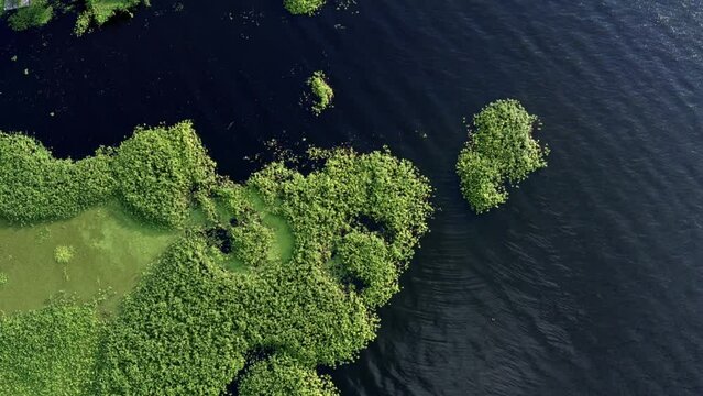 Top-down bird's eye view shot of beautiful natural green marshes on the coast of the man-made Guarapiranga Reservoir in the south of S&atilde;o Paulo, Brazil home to wildlife such as fish and birds.