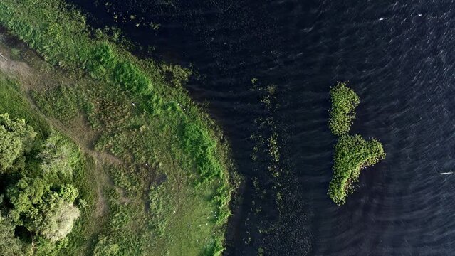 Top-down bird's eye shot of beautiful natural green marshes with white egret birds resting on the coast of the man-made Guarapiranga Reservoir in the south of S&atilde;o Paulo, Brazil.