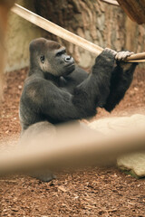 małpa goryl siedzi i odpoczywa w zoo w klatce