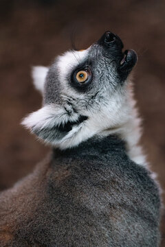 malpa lemur patrzy w g&oacute;rę w zoo w klatce