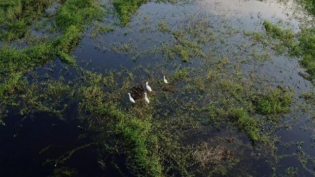 Rotating aerial drone shot of a small group of egrets resting on natural marshes in the man-made Guarapiranga Reservoir in the southern part of S&atilde;o Paulo, Brazil with shallow water reflecting the sun.