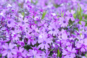 Fototapeta na wymiar purple flower field in detail