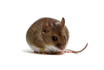 House mouse isolated on white