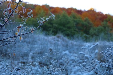 Nature photos