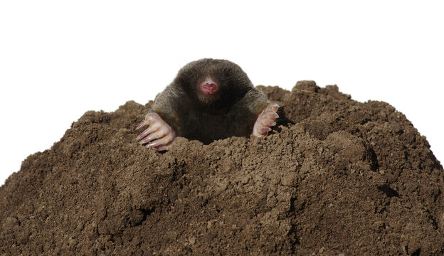 Maulwurfshaufen Bilder – Durchsuchen 2,700 Archivfotos, Vektorgrafiken ... Maulwurfshaufen Bilder – Durchsuchen 2,700 Archivfotos, Vektorgrafiken ...