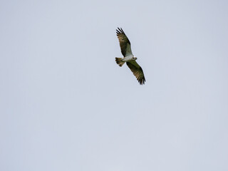 osprey in flight
