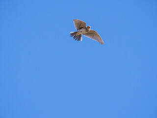 A lark in the sky