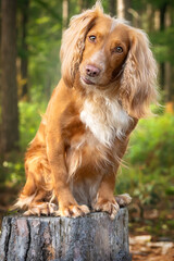 Golden tan and white working cocker spaniel portrait up close in a forest posing on a tree stump with a head tilt right