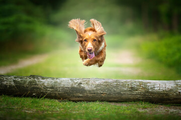 Golden tan and white working cocker spaniel flying and jumping over a fallen tree log. - obrazy, fototapety, plakaty