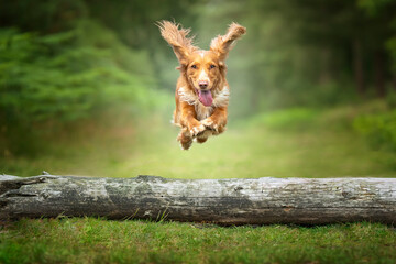 Golden tan and white working cocker spaniel jumping over a fallen tree log with all paws showing - obrazy, fototapety, plakaty