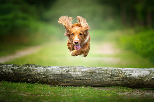Golden tan and white working cocker spaniel flying and jumping over a fallen tree log.