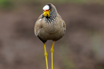 African wattled lapwing