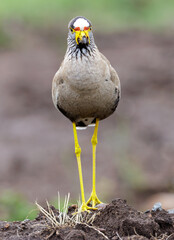 African wattled lapwing