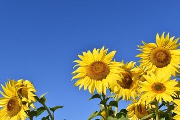 ひまわりの黄色い花と青い空